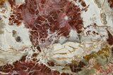 Beautiful Petrified Wood (Araucaria) Slab - Madagascar #361469-1